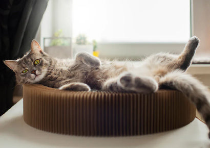 🐱 Guía Esencial para el Cuidado de Gatos en Chile