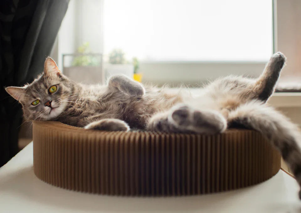 🐱 Guía Esencial para el Cuidado de Gatos en Chile