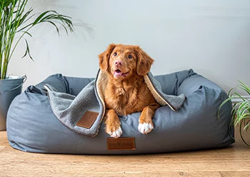 Cómo Cuidar Mejor a tu Perro en Chile